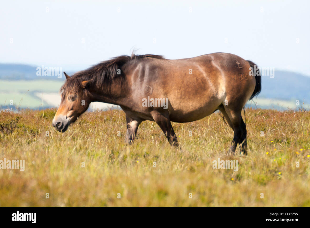 Roaming branded free Horse in UK Stock Photo