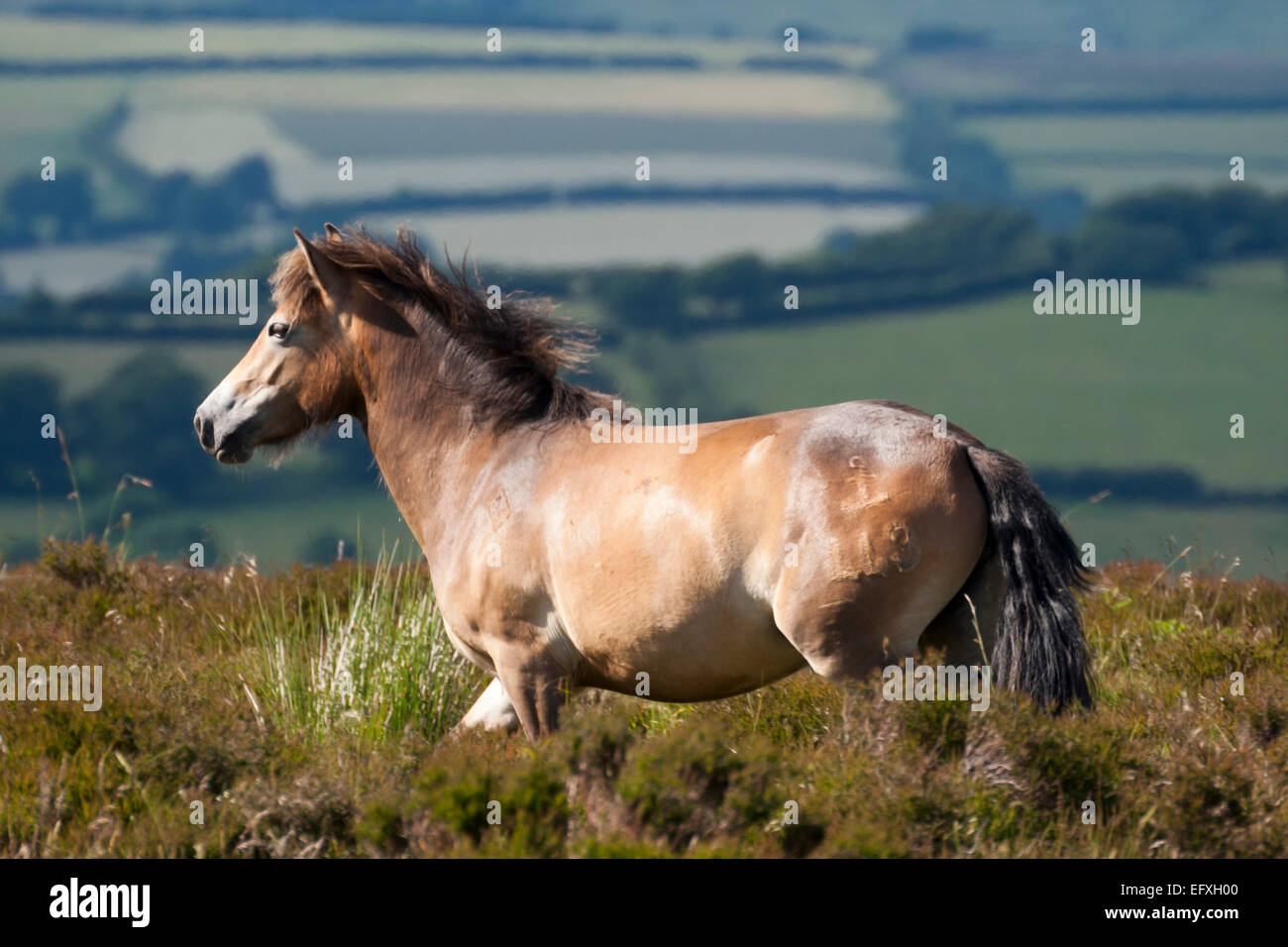 Roaming free Horse in UK Stock Photo