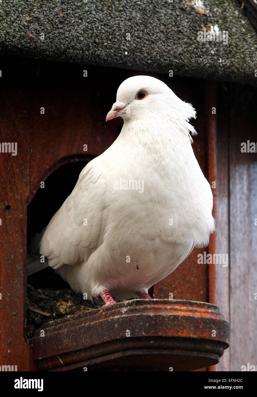 White Bird Stock Photo