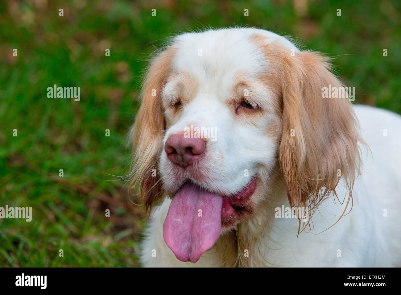 Portrait of Clumber spaniel with tongue out Stock Photo