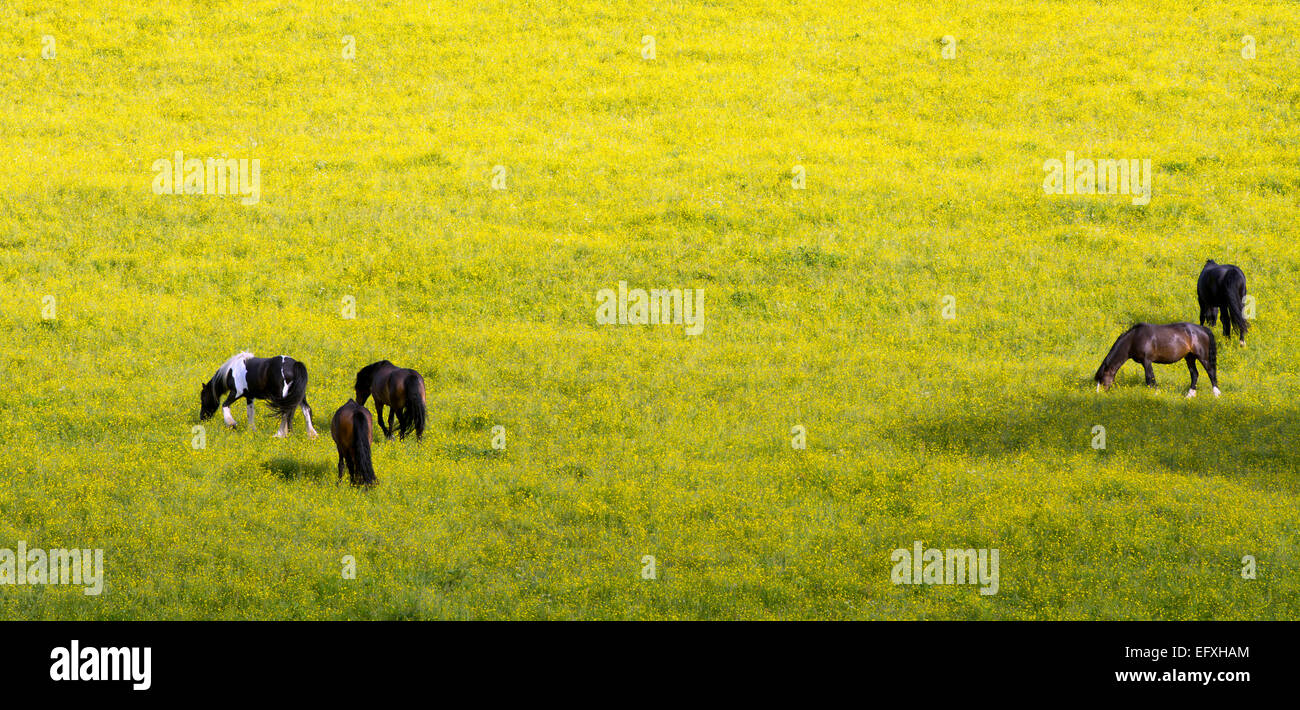 Horses grazing in a traditional hay meadow full of buttercups. Cumbria, UK Stock Photo