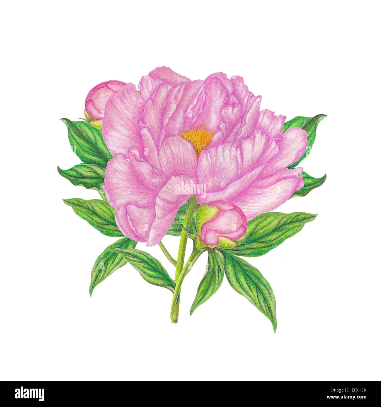 Botanical isolated illustration of peony flower Stock Photo - Alamy