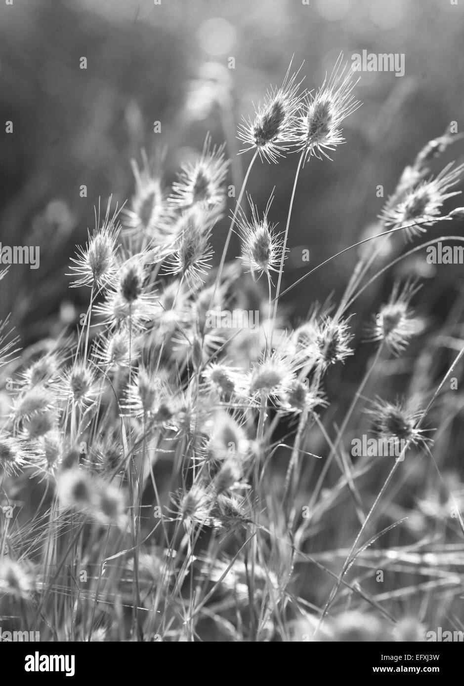 Wildflower meadow Black and White Stock Photos & Images - Alamy