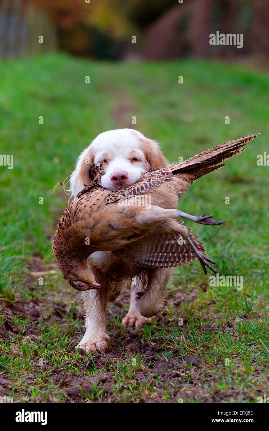 Clumber spaniel gun dog retrieving pheasant from game shooting in Oxfordshire, England Stock
