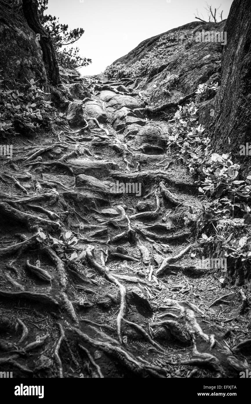 Tree roots detail Black and White Stock Photos & Images - Alamy
