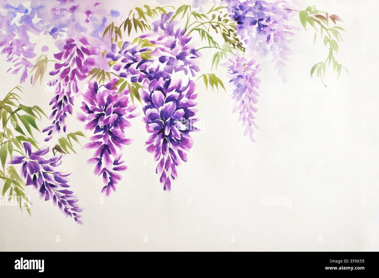 Original watercolor painting of beautiful wisteria branches in blossom