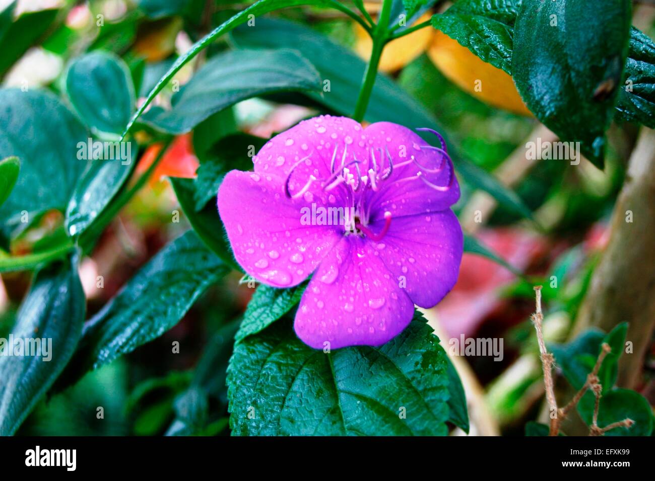 Glory bush also know as Tibouchina Urvilleana , Lasiandra, Princess Flower , Pleroma  or Purple Glory tree Stock Photo