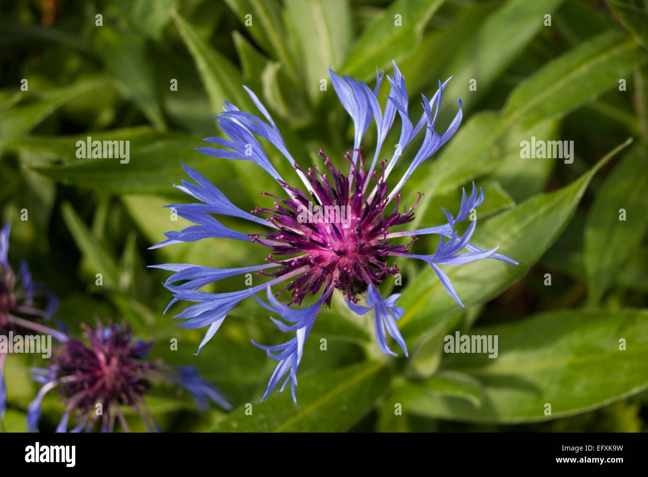 Squarrose Knapweed Flower (Centaurea triumfettii) Stock Photo