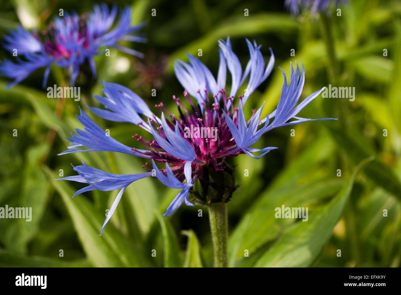 Squarrose Knapweed Flower (Centaurea triumfettii) Stock Photo