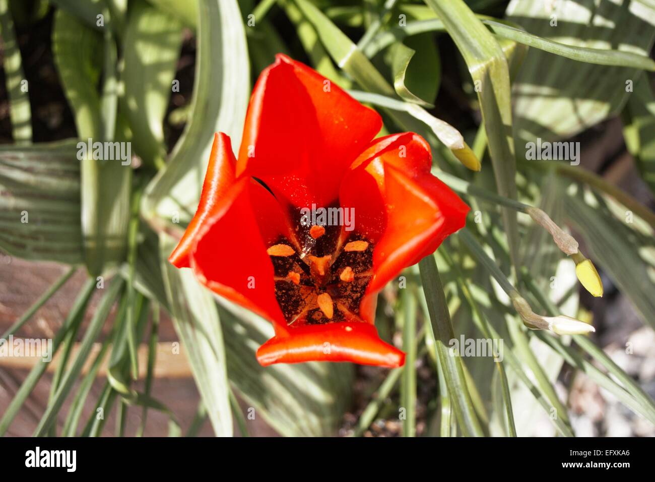 Warped Red Tulip Stock Photo