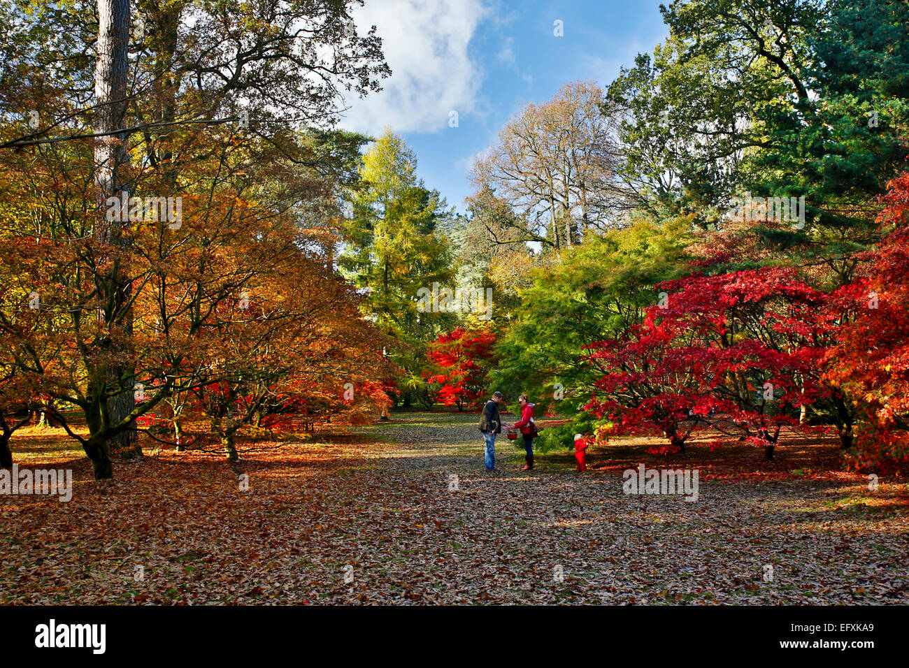 Westonbirt Arboretum Autumn Gloucestershire UK Stock Photo Alamy Westonbirt Arboretum Autumn Gloucestershire UK Stock Photo Alamy