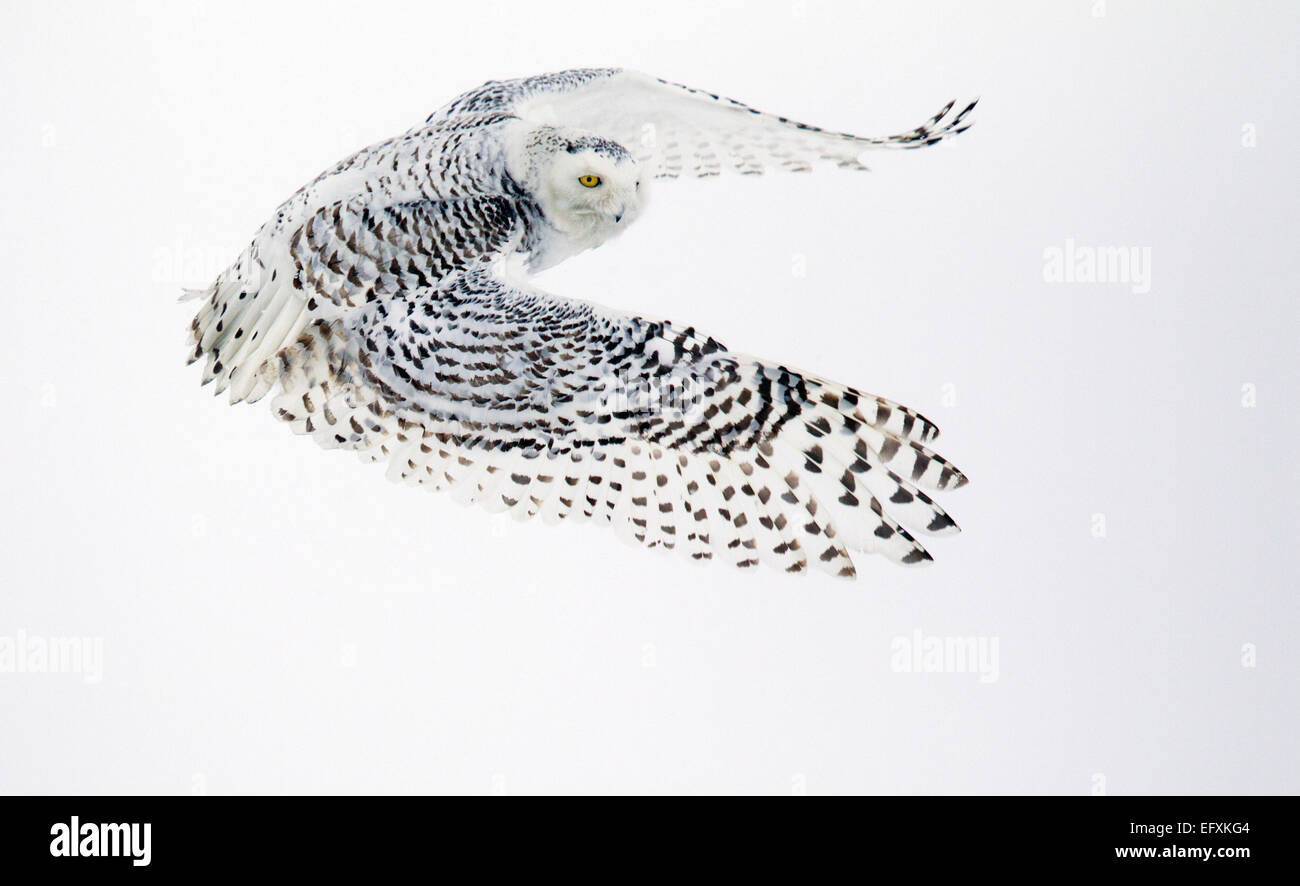 Snowy Owl in Flight Stock Photo - Alamy