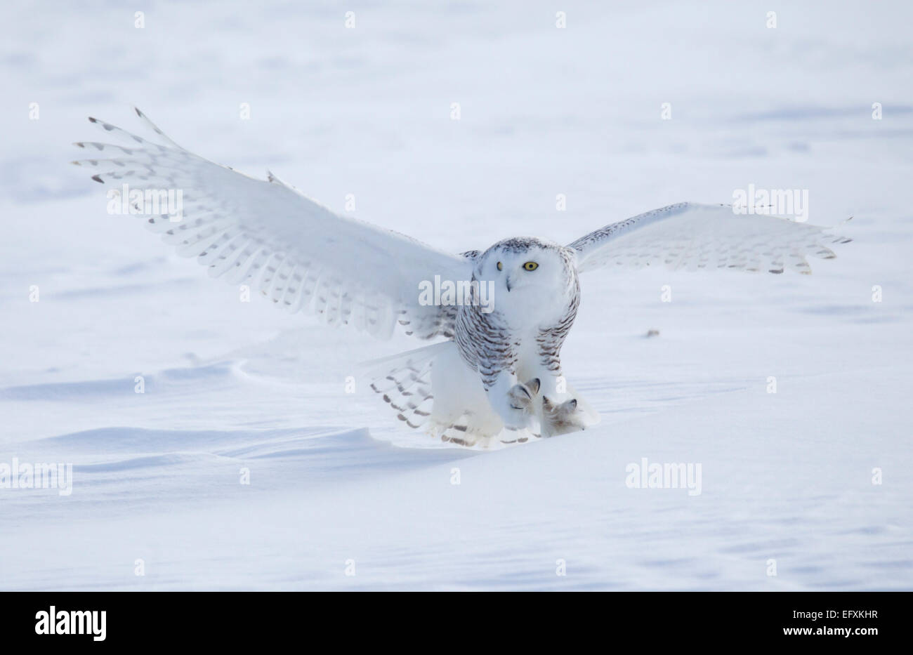 Snowy Owl Landing on Snow Stock Photo - Alamy