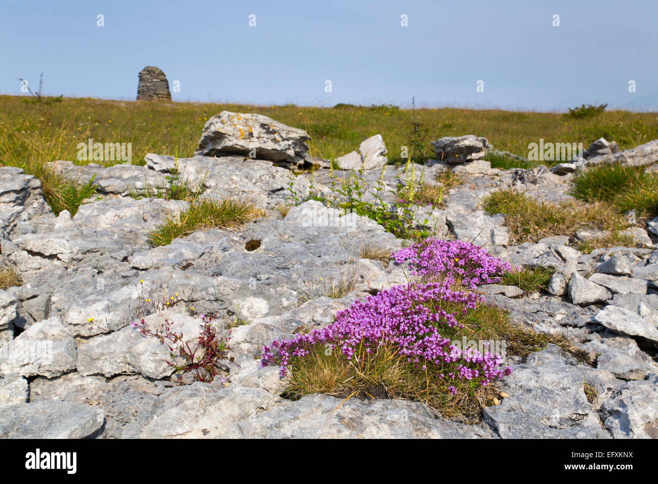 Whitbarrow Scar Limestone  Cumbria; UK Stock Photo