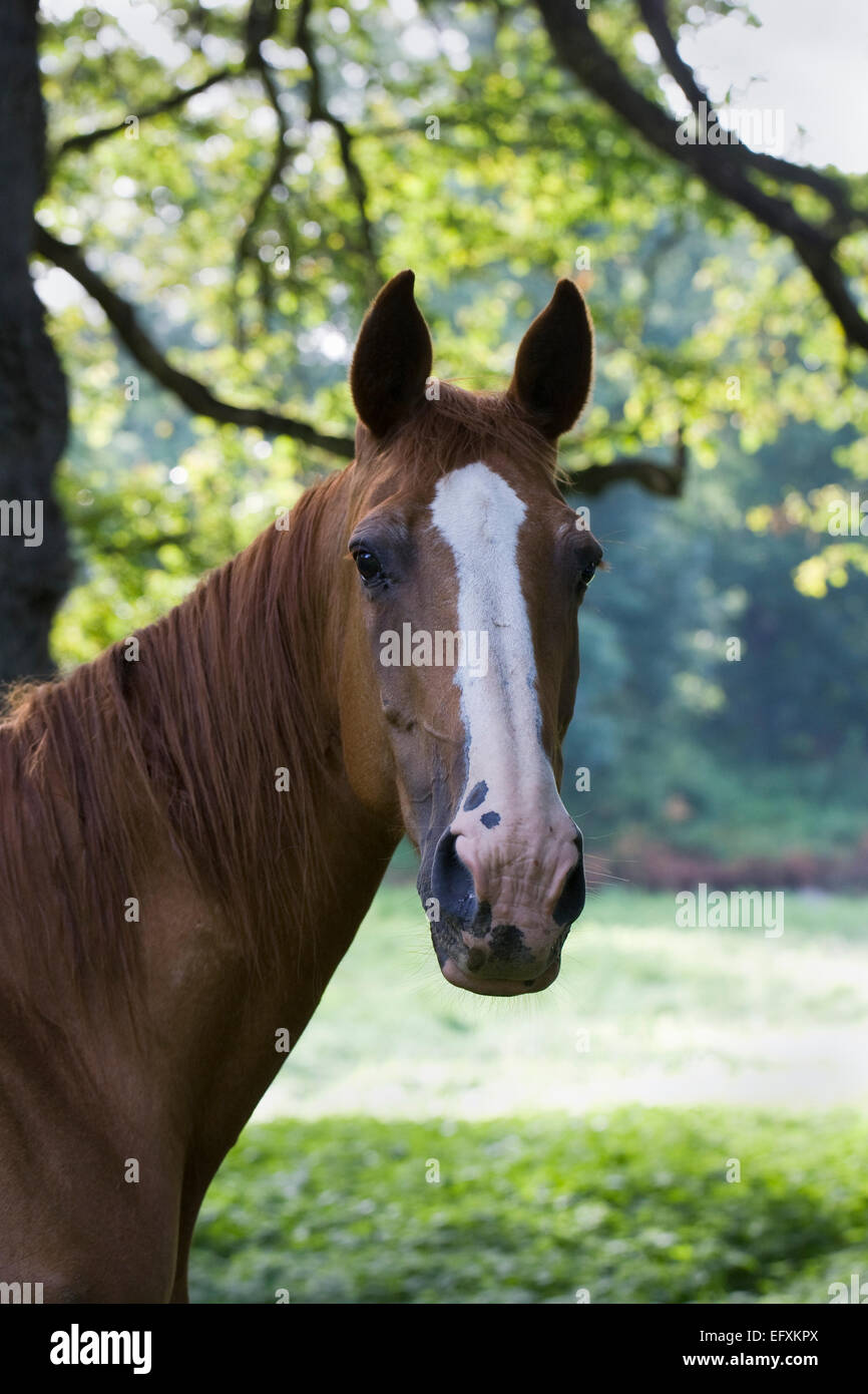 Thoroughbred horse head hires stock photography and images Alamy