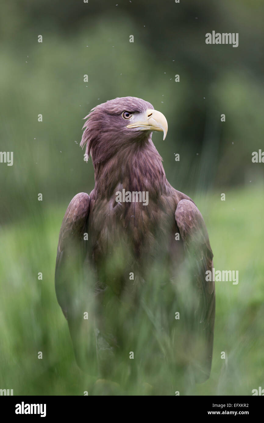 White tailed sea eagle hi-res stock photography and images - Alamy