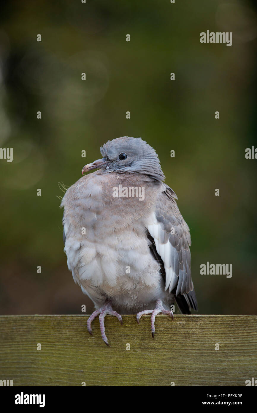 a young pigeon
