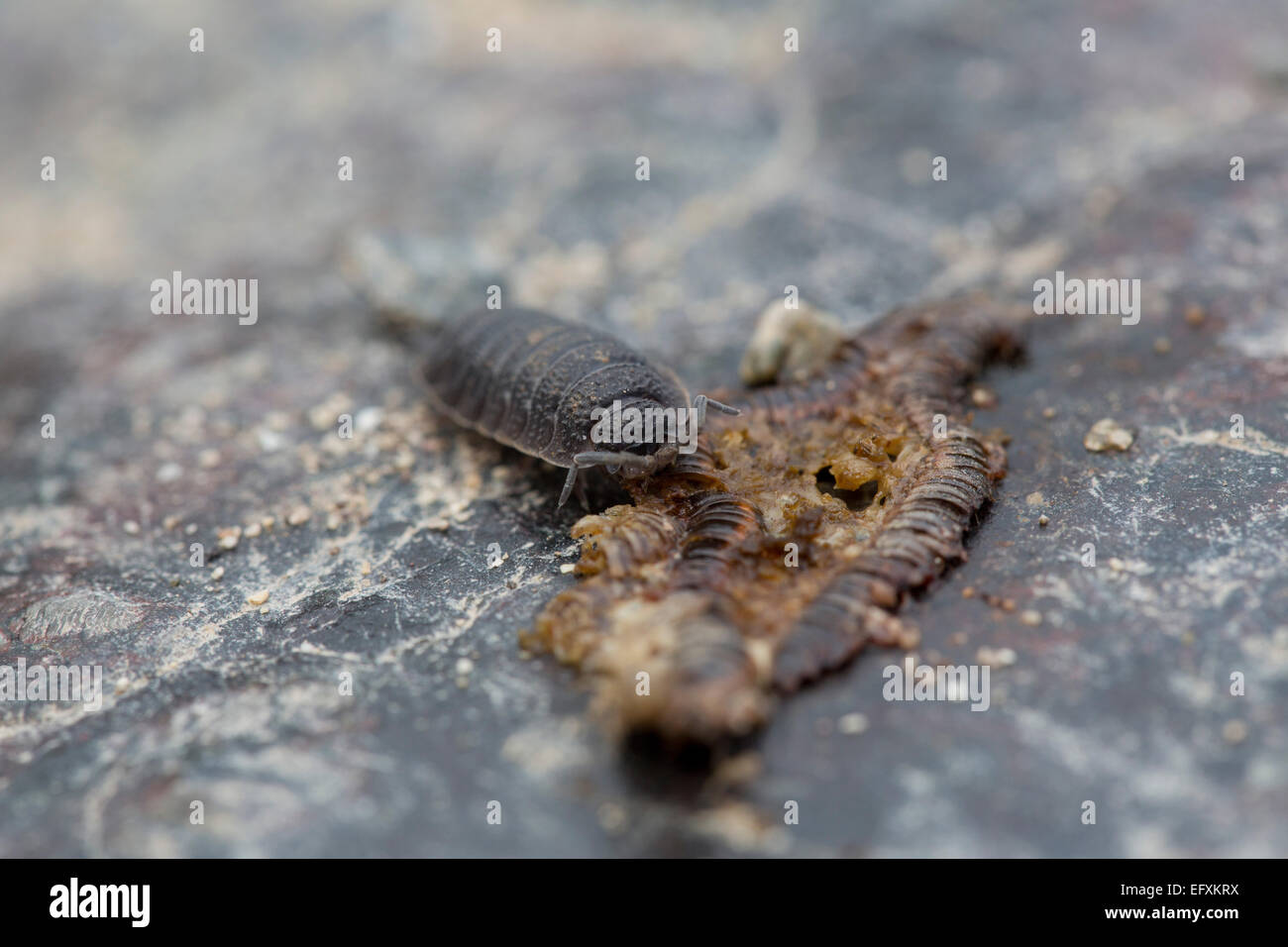 Woodlouse Eating Dead Millipede Cornwall; UK Stock Photo Alamy