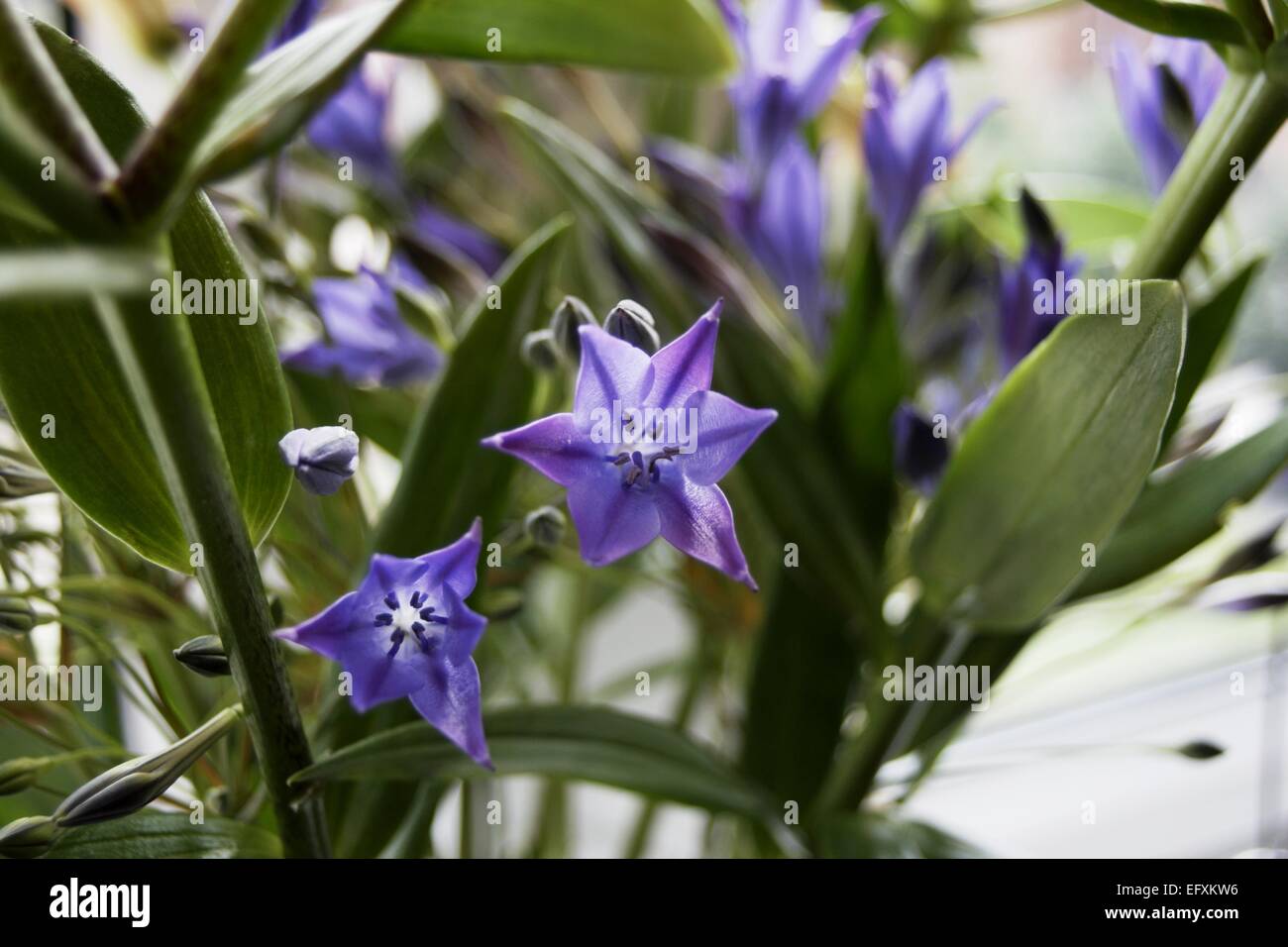 Triteleia Laxa is a triplet lily Stock Photo