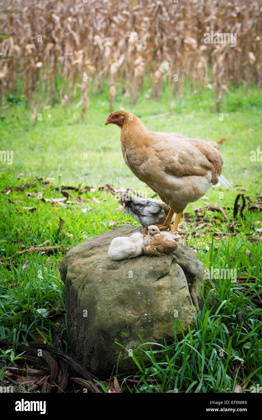 Hen with Chickens standing on Rock with Corn Field in background Stock ...