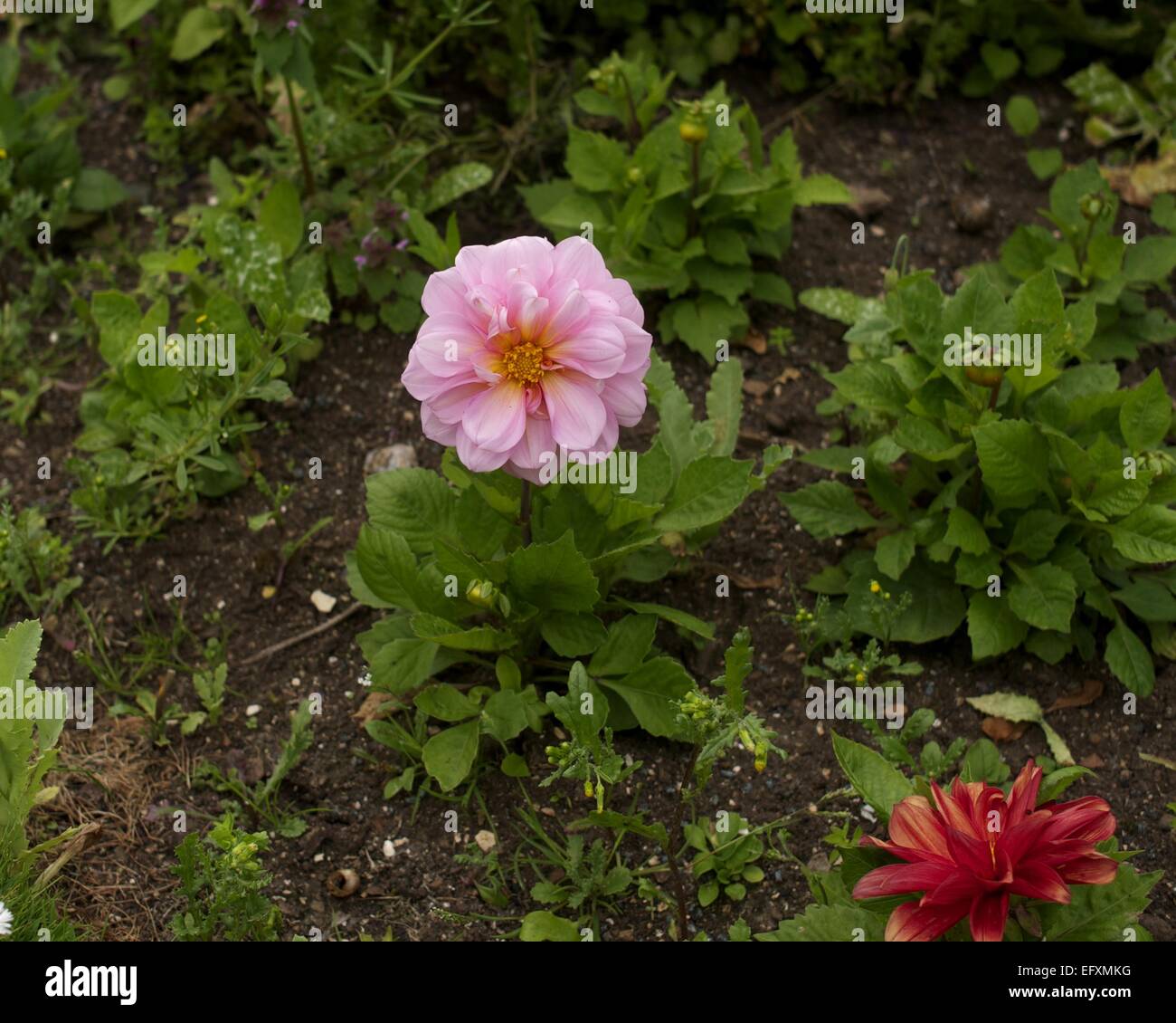 Red / Pink Flowers Stock Photo Alamy