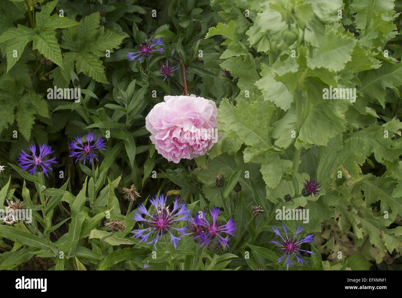 Pink Rose and blue Squarrose Knapweed or Cornflower Stock Photo
