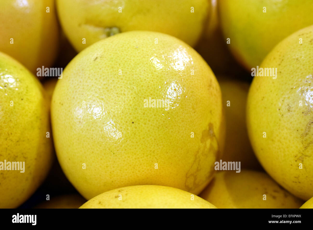 Delicious grapefruits, fruit, were selected to be photographed Stock