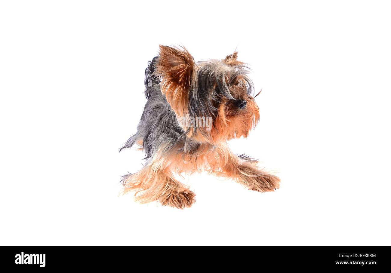 Dog Yorkshire Terrier Isolated On White Background Stock Photo