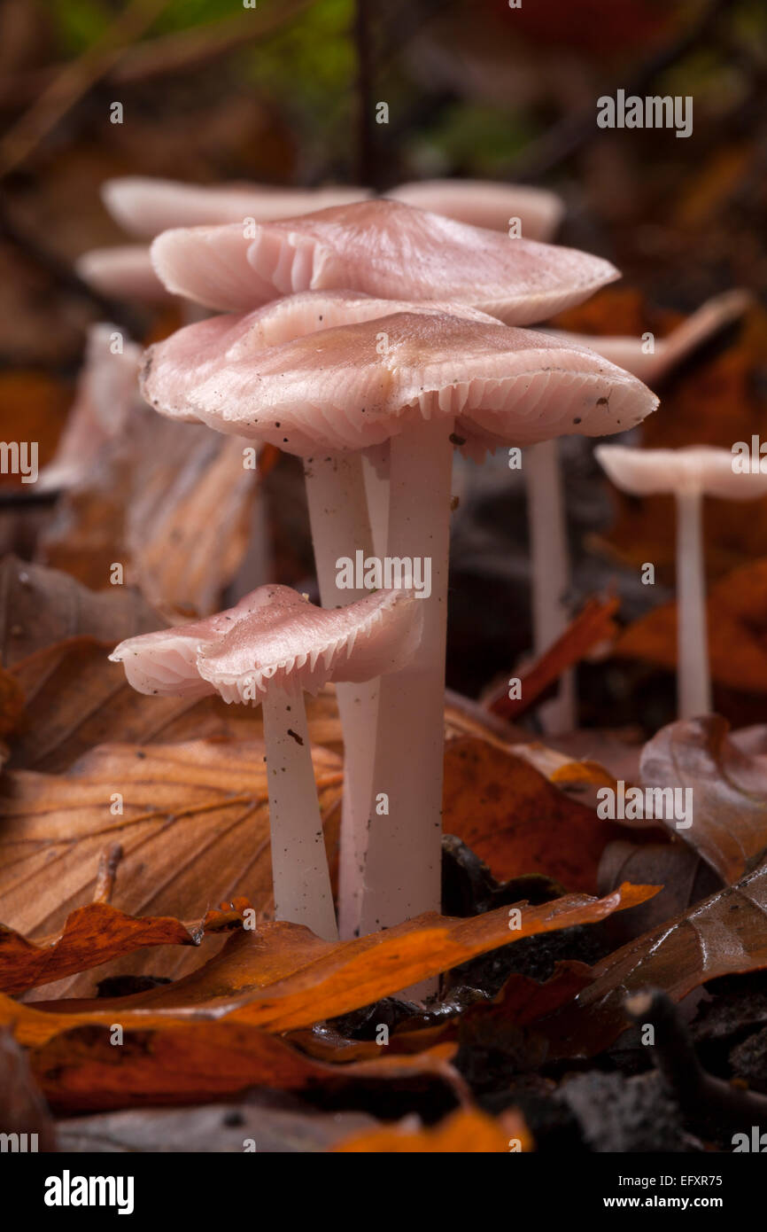 Mushroom : Pink bonnet Mycena pura. Stock Photo