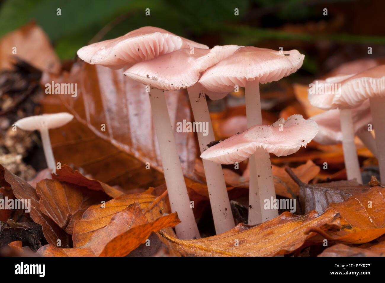 Mushroom : Pink bonnet Mycena pura. Stock Photo