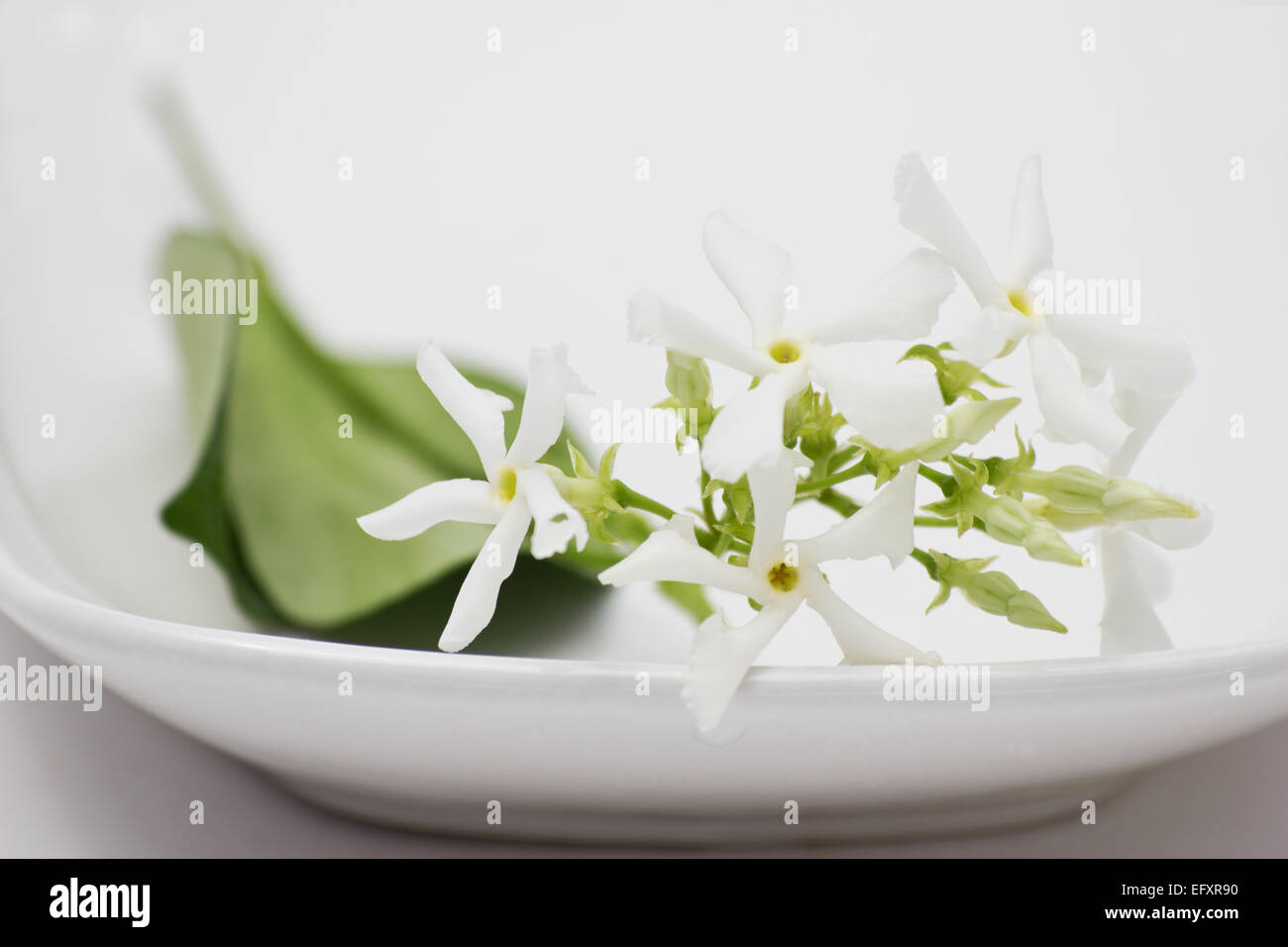 Star Jasmine Trachelospermum jasminoides blossoms on a white background Stock Photo