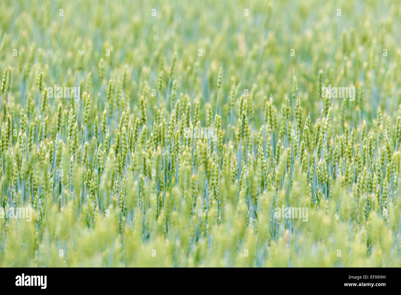 Organic barley field Stock Photo