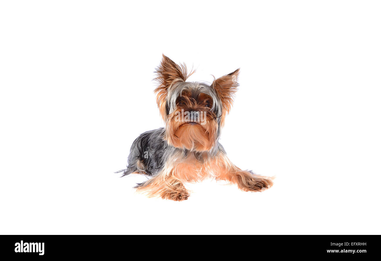 Yorkshire terrier toy hi-res stock photography and images - Alamy