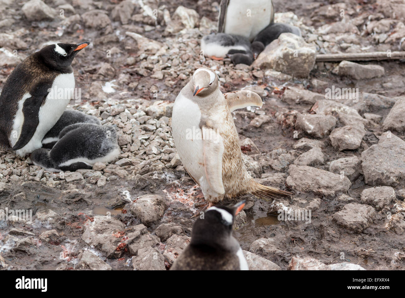 Leucistic Gentoo penguin mingles with normally pimented members of colony at Neko Harbour, Antarctic Peninsula, Andvord Bay, on Stock Photo