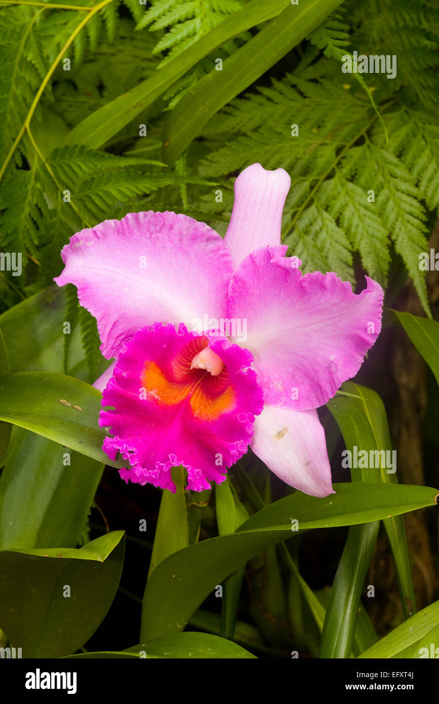tropical orchid, tropic, exotic, pink, blossoms,Thailand,Asia Stock Photo