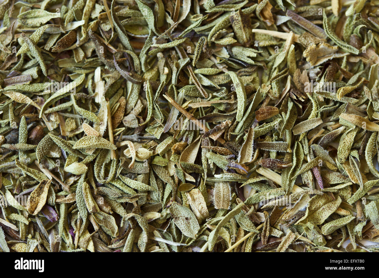 Thyme is a culinary and medicinal herb of the genus Thymus. Can be used as a background. Stock Photo