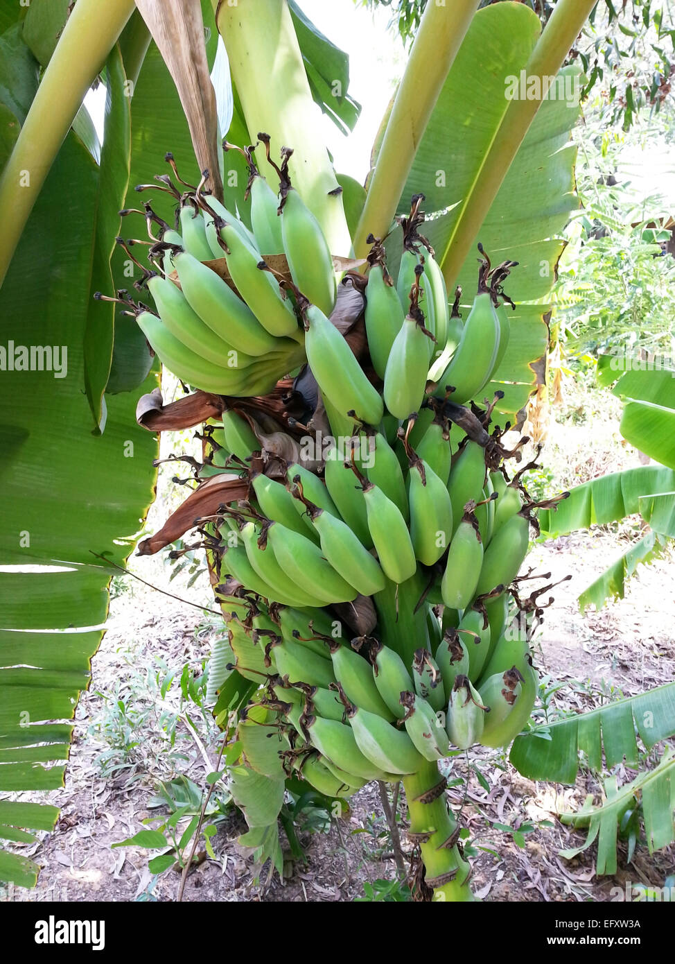 Growing Bananas in Thailand Stock Photo