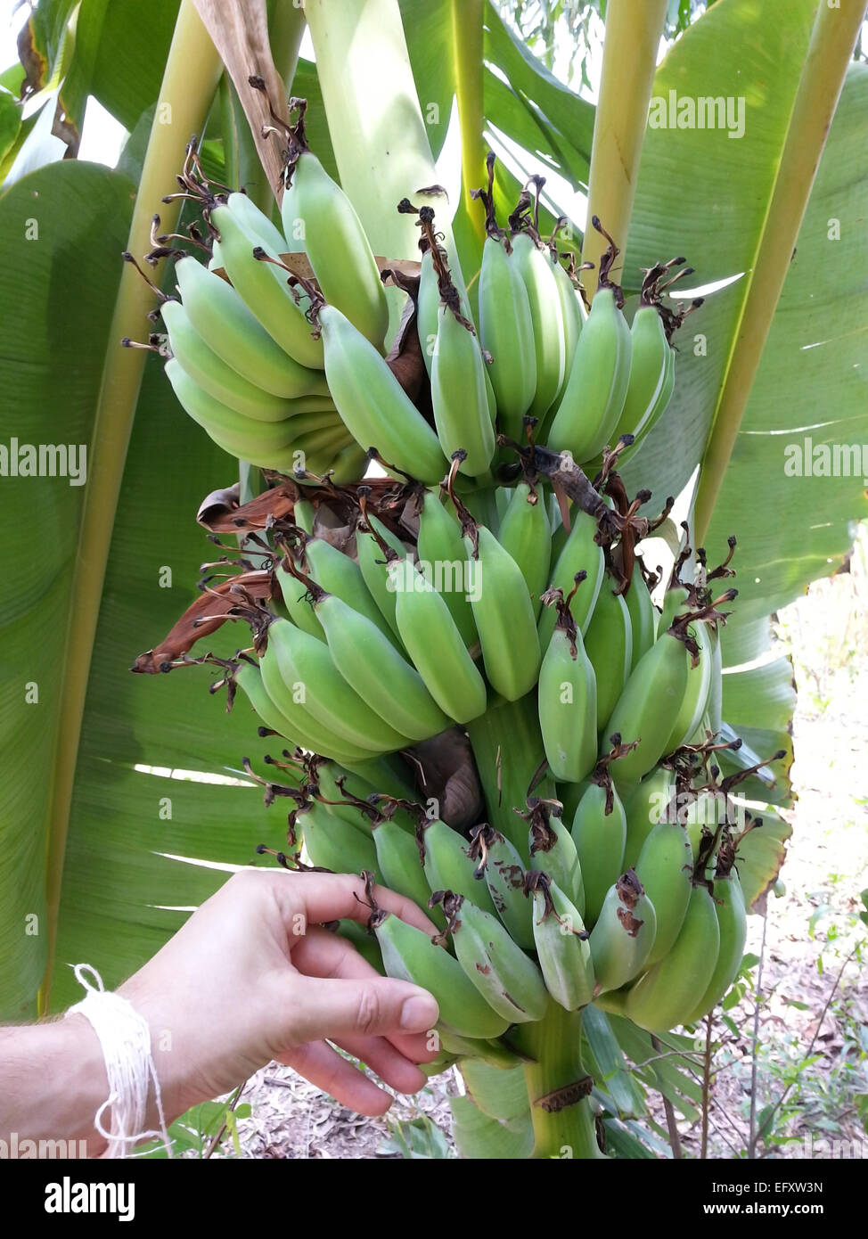 Picking Bananas Stock Photo