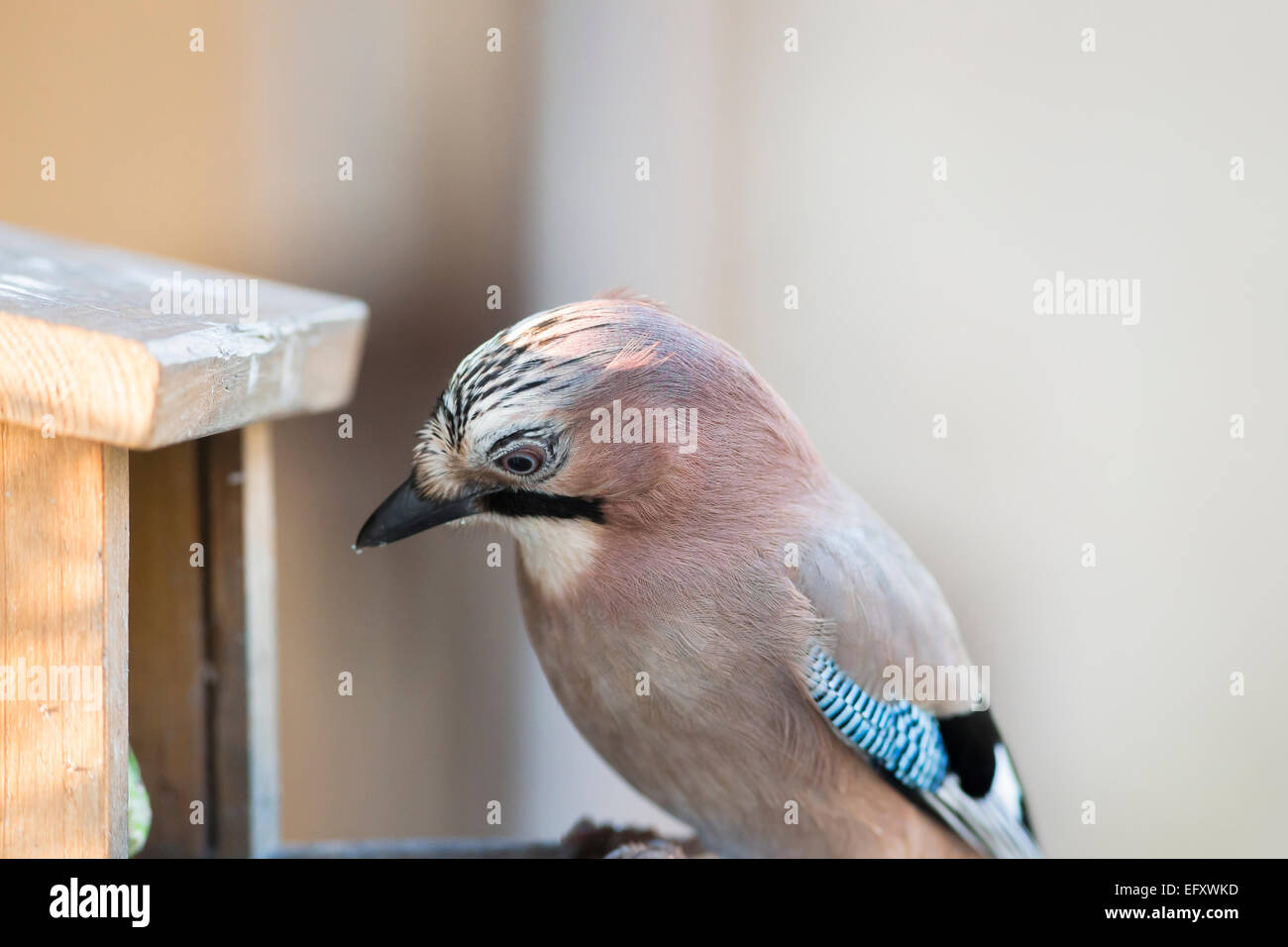 jay on bird feeder Stock Photo