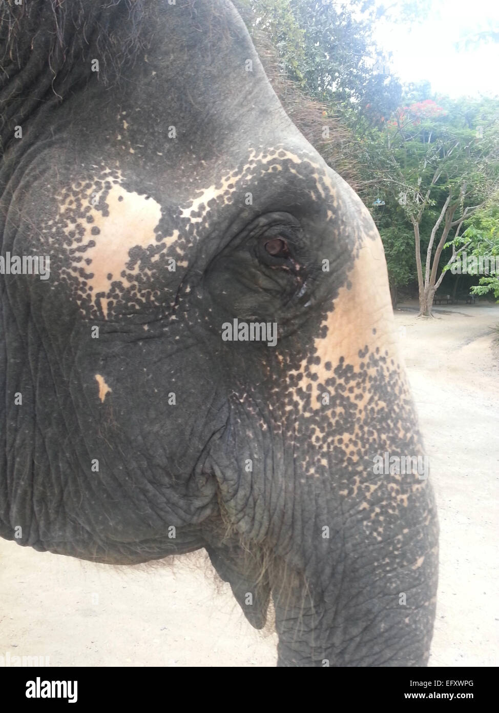 Elephant face Thailand Stock Photo