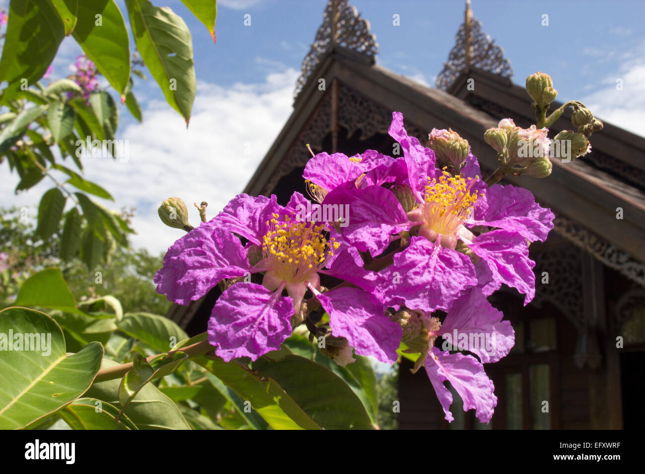 Queens Crape-Myrtle Flower Thailand Stock Photo