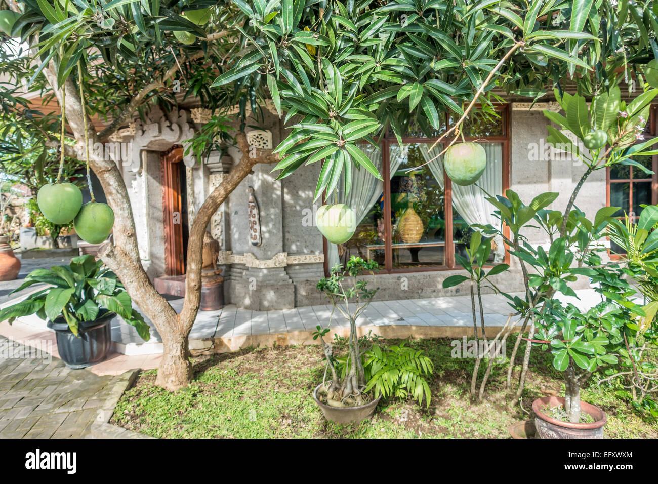 Mango Trees and fruit (Mangifera indica) in Bali, Indonesia Stock ...