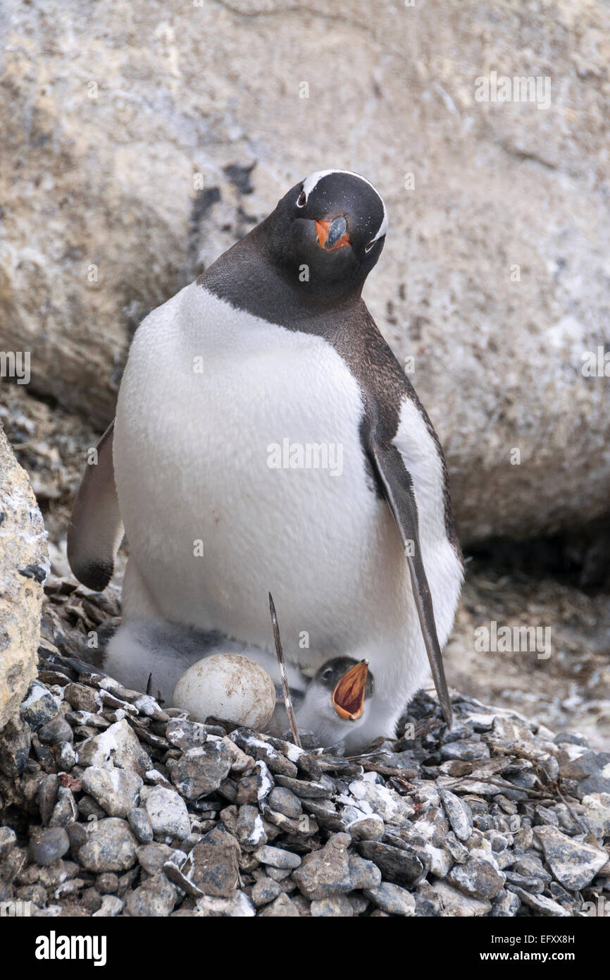 Gentoo penguin chick begging for food, Brown Bluff, Antarctic Penninsual Stock Photo