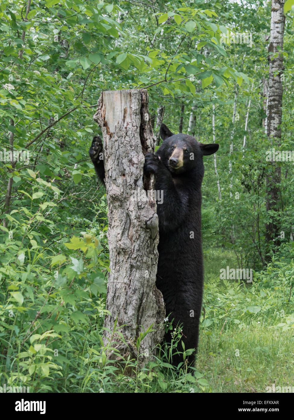 Black bear smells something interesting 2, near Sandstone, Minnesota, USA Stock Photo Alamy