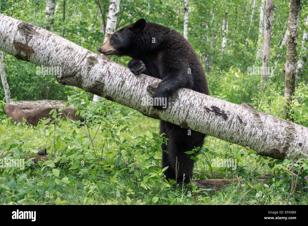 Tree-hugger black bear 2, near Sandstone, Minnesota, USA Stock Photo