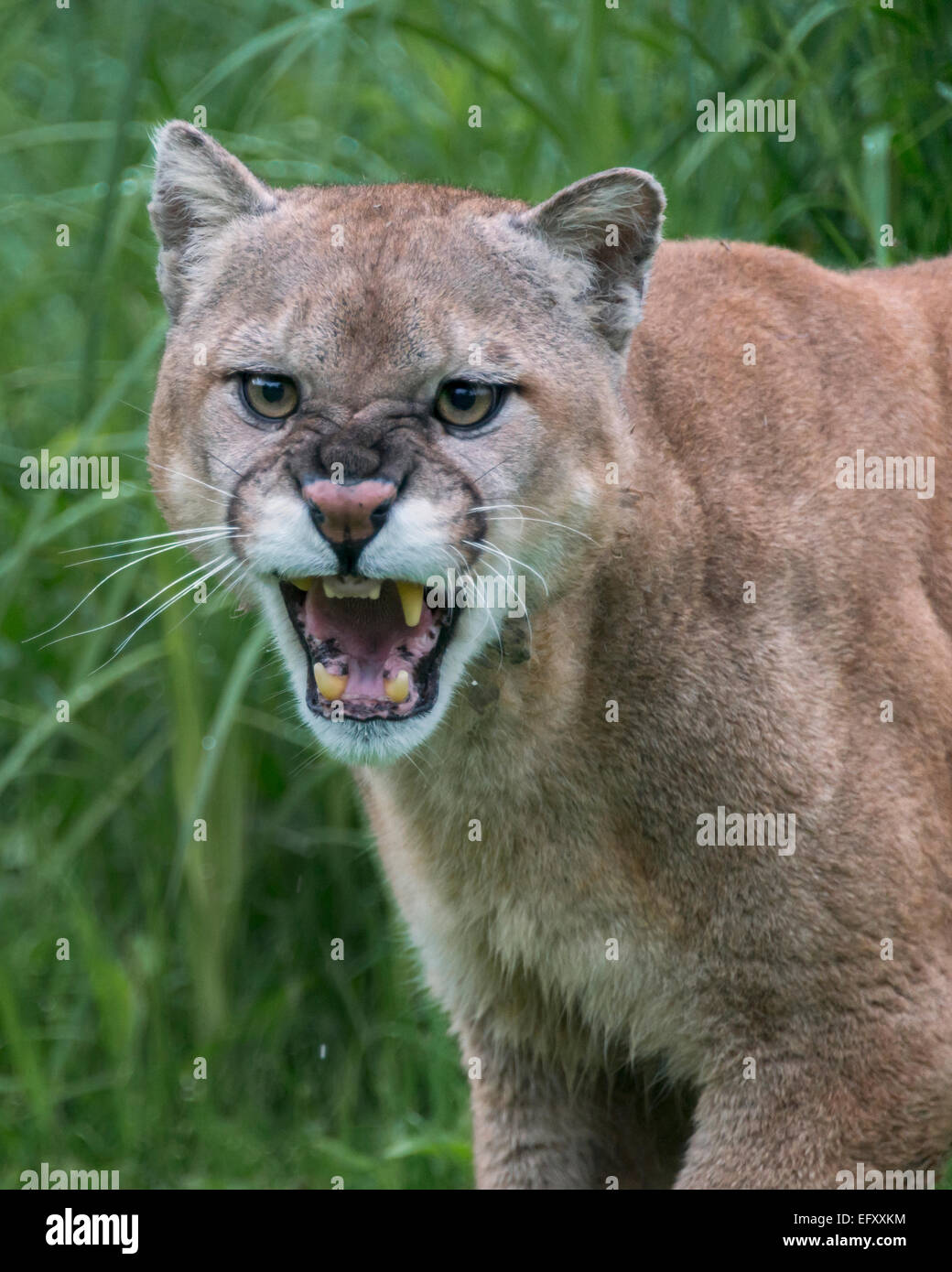 Portrait of a snarling cougar, near Sandstone, Minnesota, USA Stock Photo