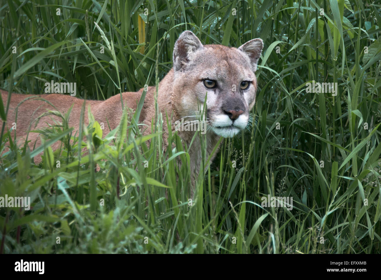 tall-grass-with-cougar-near-sandstone-minnesota-usa-stock-photo-alamy