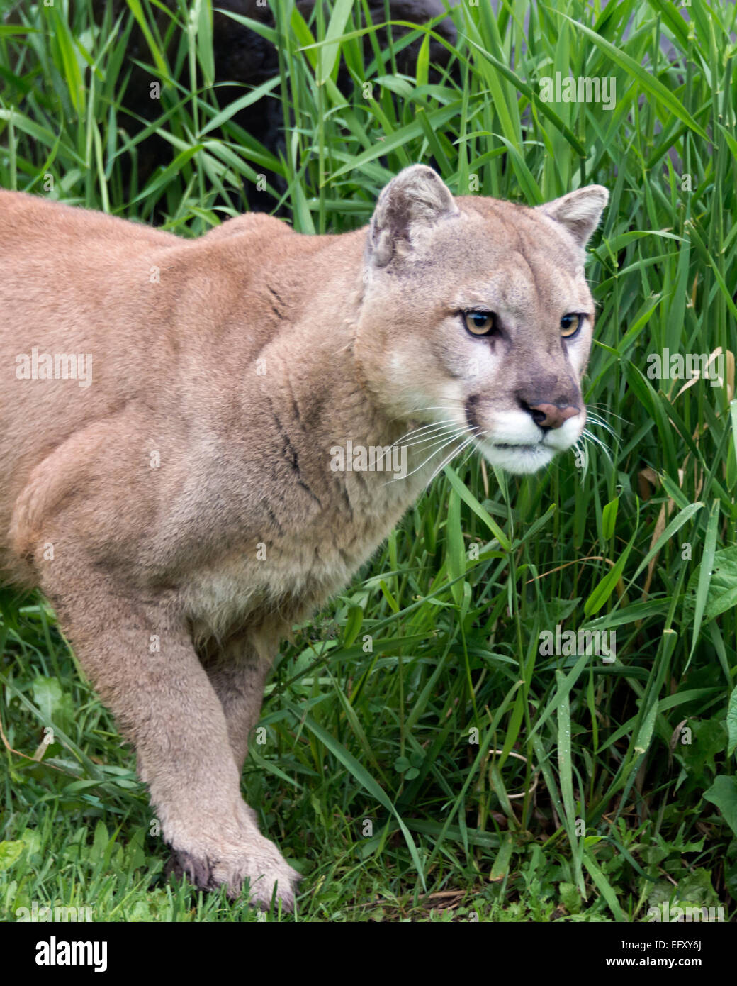 Cougar closeup, near Sandstone, Minnesota, USA Stock Photo Alamy