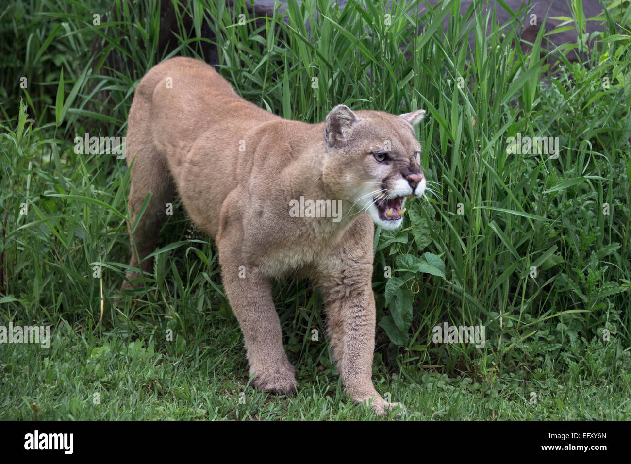 Snarling cougar by tall grass, near Sandstone, Minnesota, USA Stock