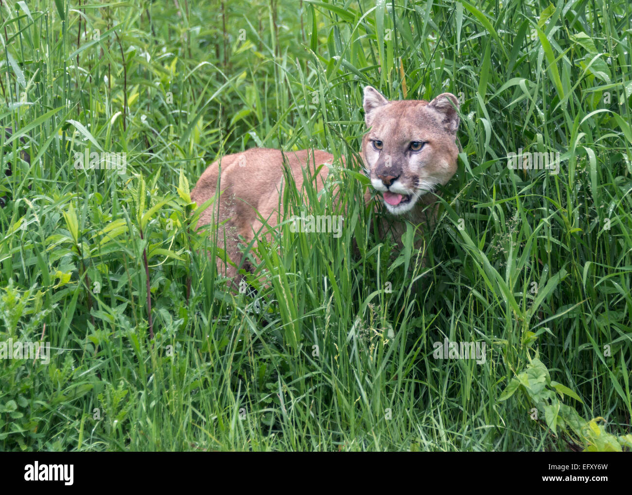cougar-in-the-tall-grass-near-sandstone-minnesota-usa-stock-photo